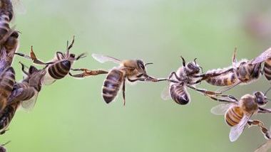 Bees Partnership
