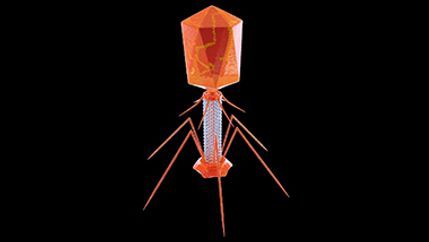 Bacteriophage TOC